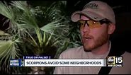 Scorpion infestation found in Biltmore neighborhood