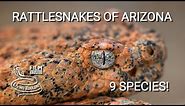 Rattlesnakes of Arizona - 9 species of venomous pit vipers from Sonoran desert