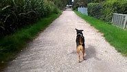 Dog chases cat at corn field - funny video