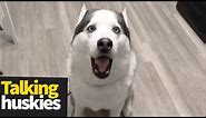 Hilarious Talking Huskies Compilation | Huskies are Awesome