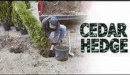 Planting a Simple and Easy Cedar Privacy Hedge