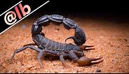 This Deadly Scorpion Can Spit Its Venom!
