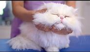I've never seen such a lovely cat!!😻🛁✂️❤️Gentle white persian cat!!