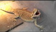 Worlds most aggressive bearded dragon.