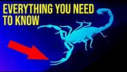 Arizona Bark Scorpion EVERYTHING You Need to Know - Hunting | Sting | Behavior | Habitat | Control