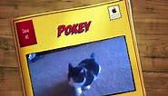Meet Pokey - Grumpy Cats Brother!