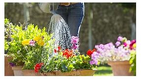 Our Top 55 Container Gardening Ideas Will Bring So Much Charm to Your Porch or Patio
