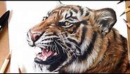 How To Draw a Realistic Tiger | Marker + Coloured Pencil Drawing Tutorial- Step by Step