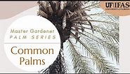 Master Gardener Palm Series: Biology & Identification