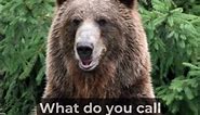 What Do You Call a Bear with No Teeth? - Dad Jokes