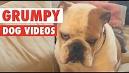 Funny Grumpy Dog Pet Video Compilation 2016