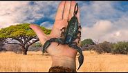 Africa's Largest Scorpion | Flat Rock Scorpion