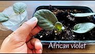 Easiest Way to Propagate African Violets from single leaf|100% success| In Water & Soil medium|PartI