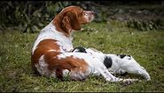 The History and Origin of the Brittany Dog