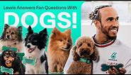 Cute Dogs Help Lewis Answer Fan Questions!