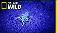 Finding Glow-in-the-Dark Scorpions | United States of Animals