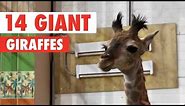 Awkward Giraffes | Funny Animal Compilation 2018