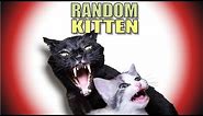 Talking Kitty Cat 43 - Random Kitten