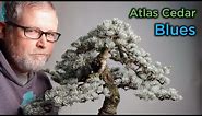 Bonsaify | Blue Atlas Cedar Propagation: Grafts, Air Layers, or Cuttings?