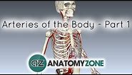 Arteries of the body - PART 1 - Anatomy Tutorial