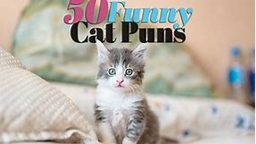 50 Funny Cat Puns To Try When You Feel Like Kitten Around