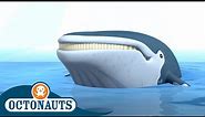 Octonauts - The Humpback Whales | Cartoons for Kids | Underwater Sea Education