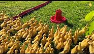 100 funny ducklings on the walk