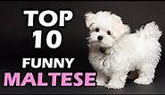 TOP 10 FUNNY MALTESE VIDEOS COMPILATION