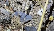 Baby western diamondback rattlesnake in ambush