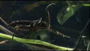 Predatory Water Scorpion
