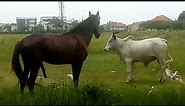 Horse and cow mating, never seen anything like that