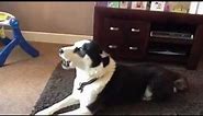 Hilarious Siberian Husky dog talking and singing saying i love you!!