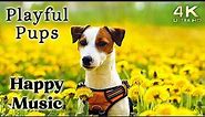 Cute 4K Dogs and Puppy Mood Booster TV Background, Happy Ambient Music Ambience - Upbeat