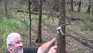 setting spring snares for raccoons