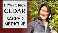 How to Pick CEDAR MEDICINE 🌲(Gathering CEDAR Medicine from Cedar Tree)
