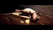 Mouse Trap - Cheese Advertisement