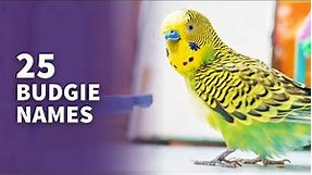 25 BEST Budgie Names (Parakeet & Budgerigar)