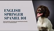 Discovering the English Springer Spaniel 101: A Guide to their History, Traits, and Care