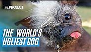 Meet The Ugliest Dog In The World, Mr Happy Face