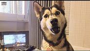Funny Husky Dogs Make You Laugh Non-Stop 😂 | Funny Dog Videos🐶 | Funny Husky Videos