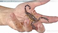 What is a Scorpion? | Habitat, Facts & Types