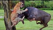The Clouded Leopard Hunting Down Newly Born Buffalo Calves Incites Outrage Within The Buffalo Herd