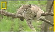 Bring on the Bobcats | National Geographic