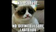 funny cats Top 50 grumpy cat memes