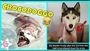 The Funniest Posts About Huskies