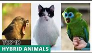 Unveiling the Top 10 Fascinating Hybrid Animals