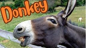 The Braying Beauties: A Fascinating Look at Donkeys