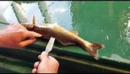 HOW TO FILLET A WALLEYE - Neat trick for removing rib cage bones