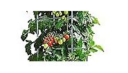 LINEX Raised Garden Bed Planter Box with Trellis, 67.6” Tomato Planters for Climbing Plants Vegetable Vine Flowers Outdoor Patio, Tomatoes Cage w/Self-Watering & Wheels