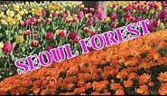 BEAUTIFUL TULIPS IN SEOUL FOREST / SPRING SEASON 2023 서울숲 #seoulforest #tulip